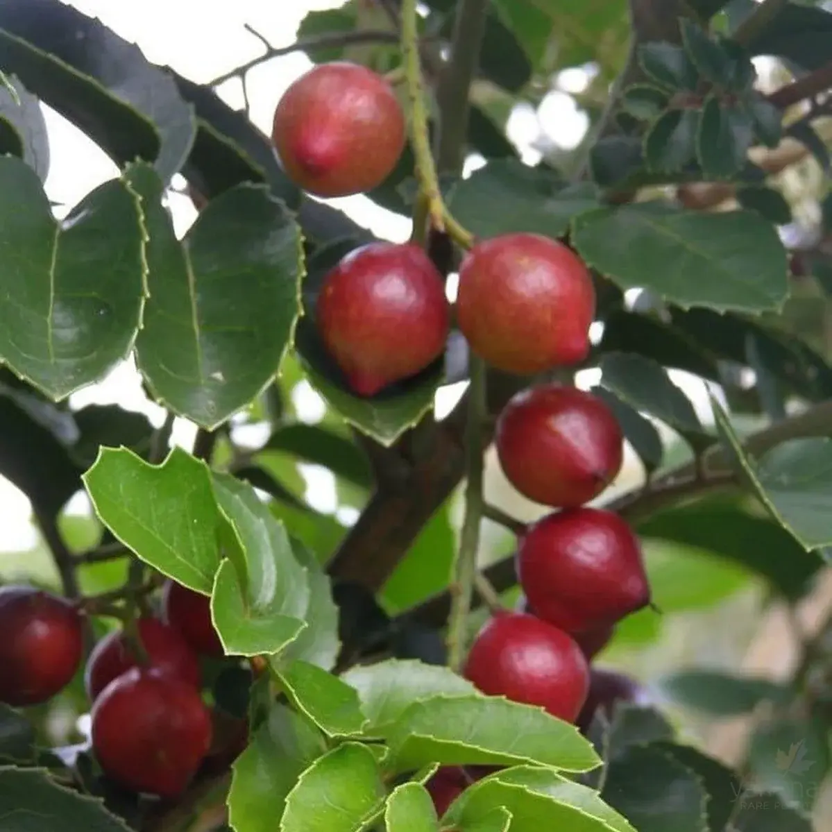 Gevuina Avellana Chilenische Haselnuss mit einzigartigen, glänzenden Blättern und aromatischen Nüssen, ideal für exotische Gä
