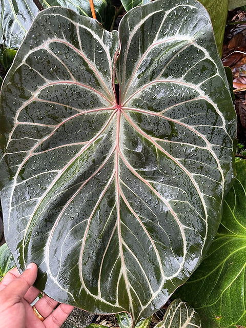 F1843 Anthurium King of Spades Anthurie 3 Samen Pflanzensamen | Floralis  und Co.