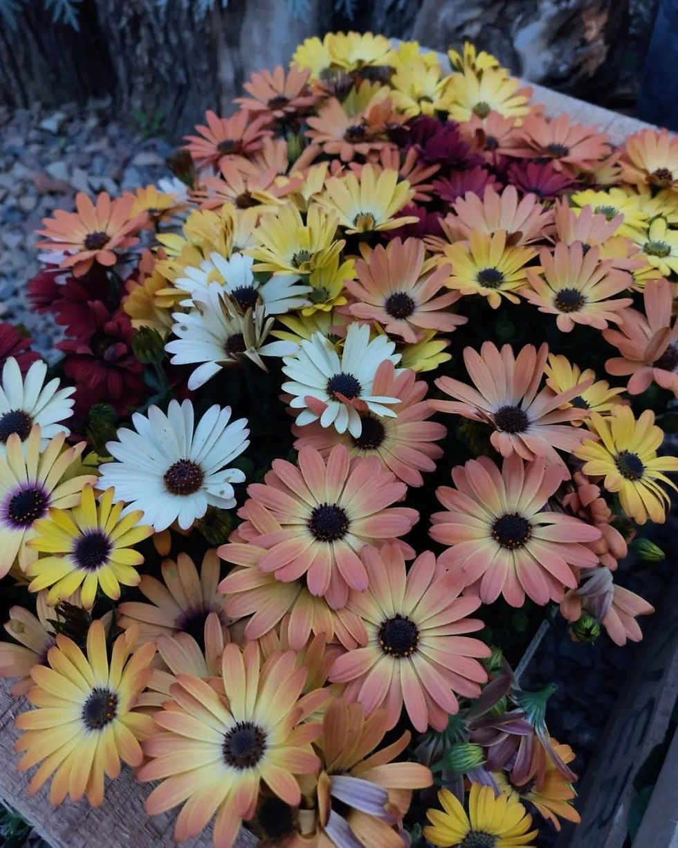 African Daisy Livingstone Mix – bunte Mischung aus Mittagsblumen mit verschiedenen Farben, als 30 Samen erhältlich.