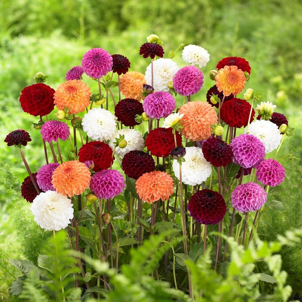 Dahlia Pompon Mix – eine bunte Mischung aus kleinen, kugelförmigen Dahlienblüten in verschiedenen Farben wie Pink, Gelb, Weiß