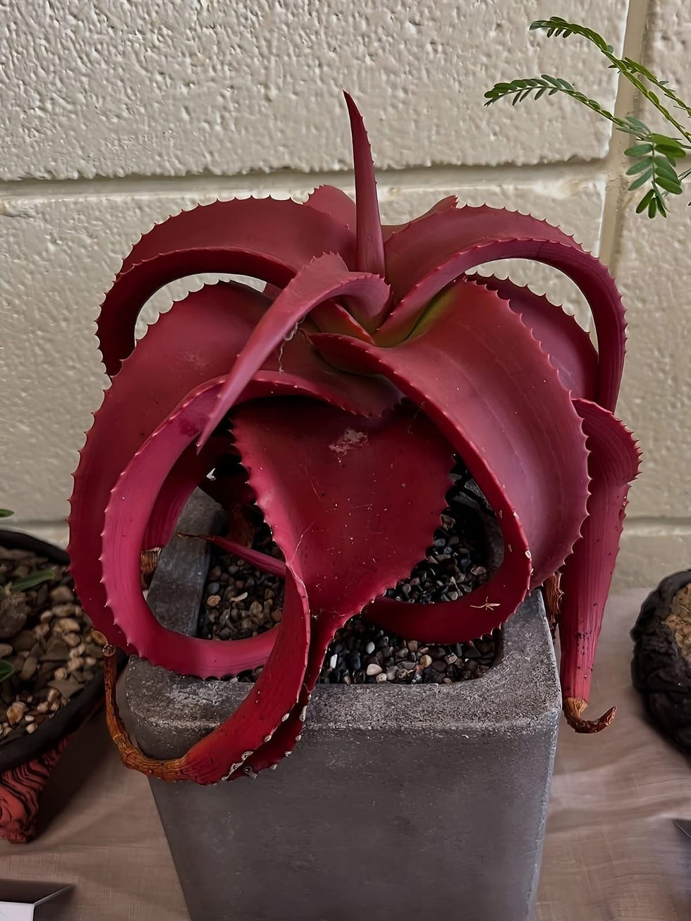 „Aloe Camperonii Samen – 5 Stück, rote Van-Balen-Aloe, seltene Sukkulente“