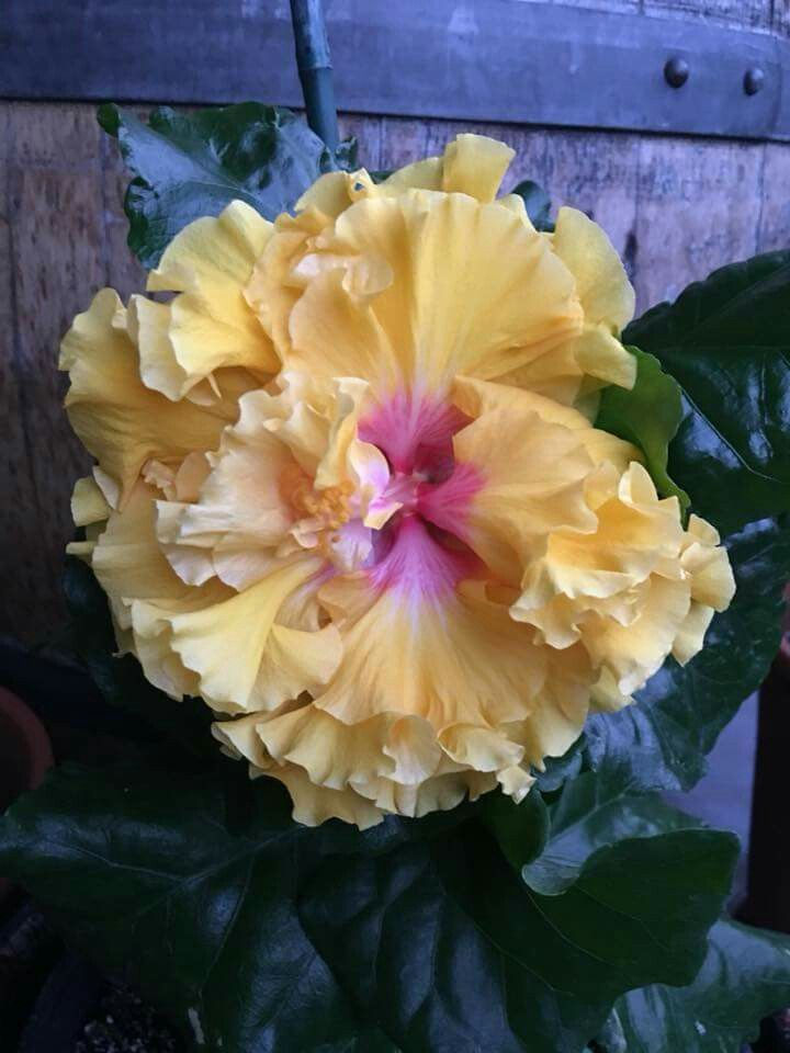 Chinesischer Tricolor Roseneibisch, ein gefüllter Hibiskus mit mehrfarbigen Blüten in Rosa-, Weiß- und Rottönen.