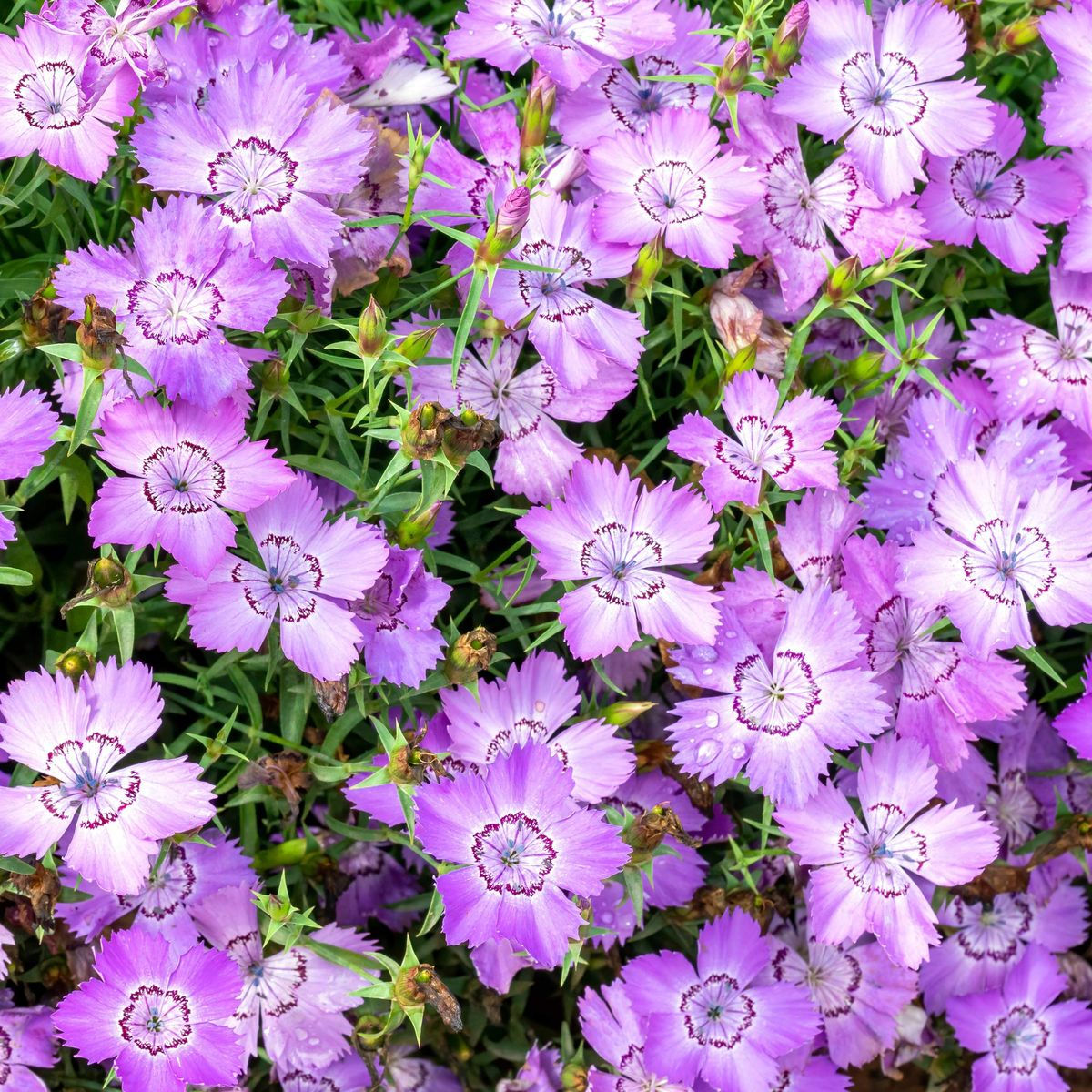Dianthus Maurensis Bartnelke – Duftende, farbenfrohe Bartnelken mit auffälligen Blüten.