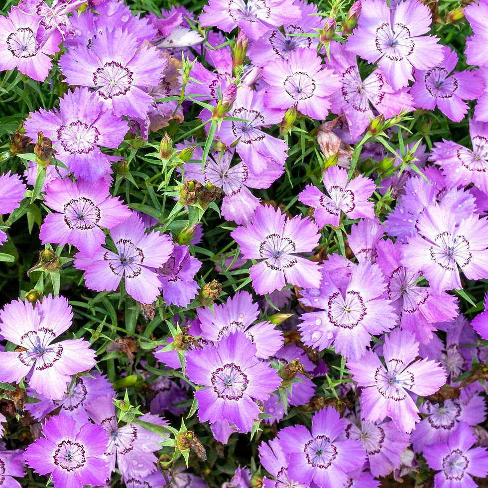 Dianthus Maurensis Bartnelke – Duftende, farbenfrohe Bartnelken mit auffälligen Blüten.