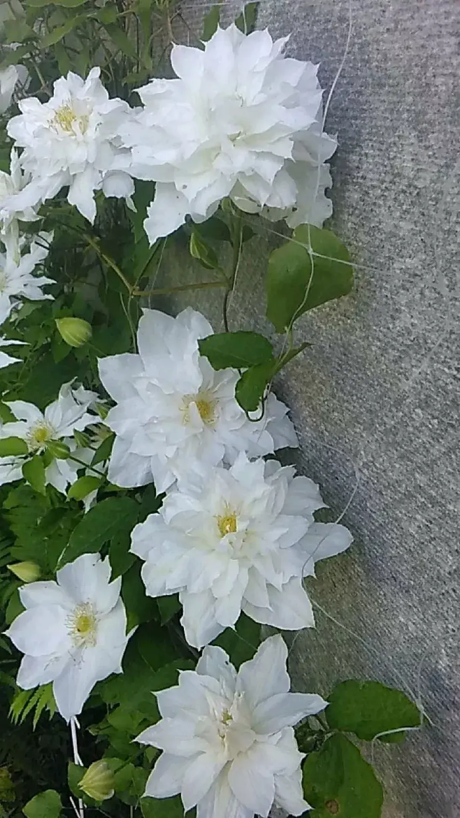 Clematis Arctic Queen Waldrebe mit strahlend weißen Blüten, die an eleganten Ranken wachsen und Ihrem Garten eine frische Not