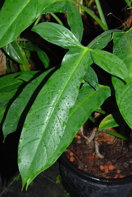 Philodendron Angustilobum eine beliebte exotische Kletterpflanze für Dein zu Hause
