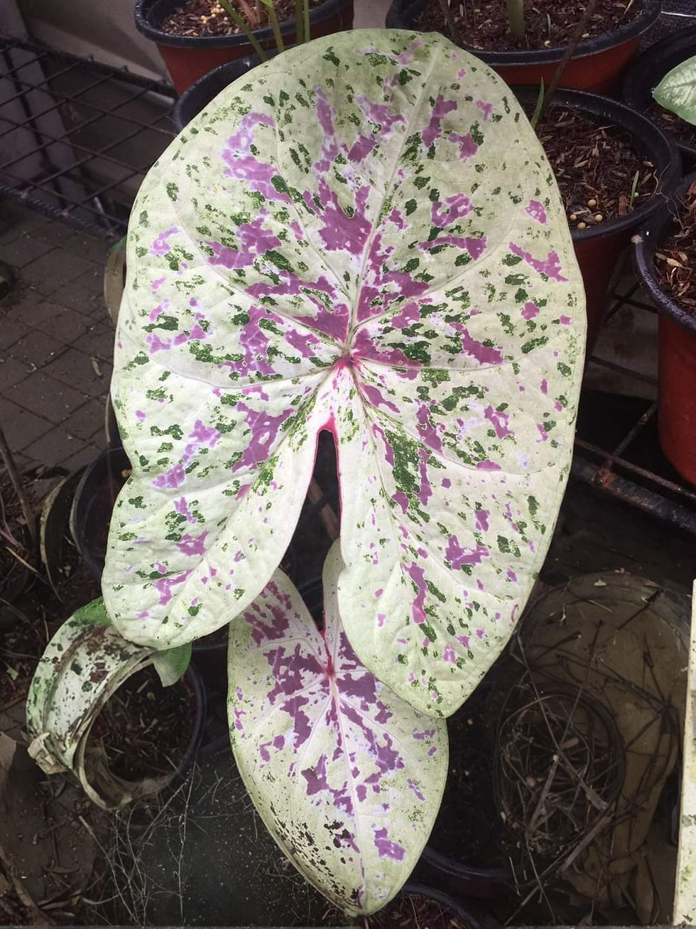 Caladium Milky Way, zarte weiße Blätter mit lilafarbigen Punkten