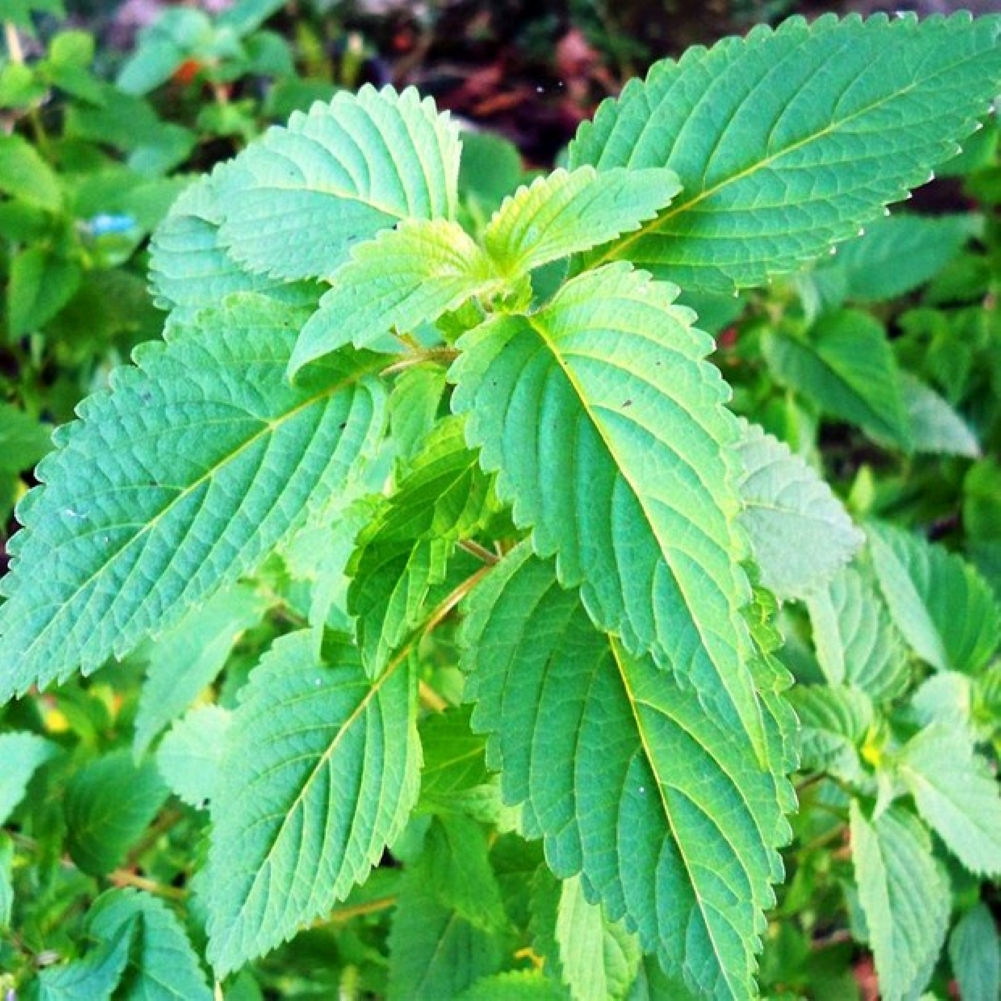 Húng Rau Kinh Giới (vietnamesische Balsamminze) mit gezackten, grünen Blättern