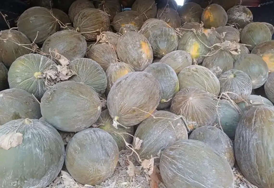 Ankara Wintermelone (Schwarze Melone) mit dunkelgrüner, fast schwarzer Haut.