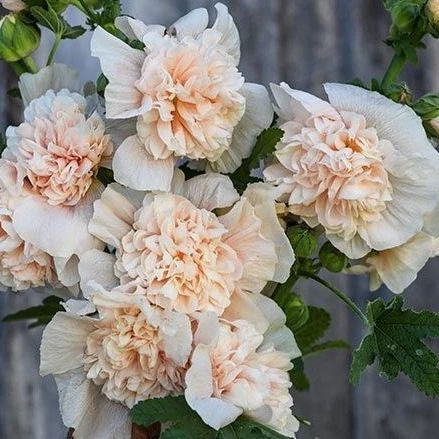 Gefüllte Stockrose 'Majorette Double Champagne' mit apricotfarbenen Blüten im sommerlichen Gartenbeet