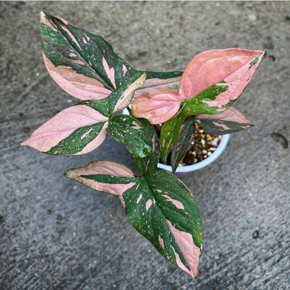 F2348 Syngonium Pink Spot mit zarten, grünen Blättern, die feine pinke Flecken aufweisen und der Pflanze ein tropisches, deko