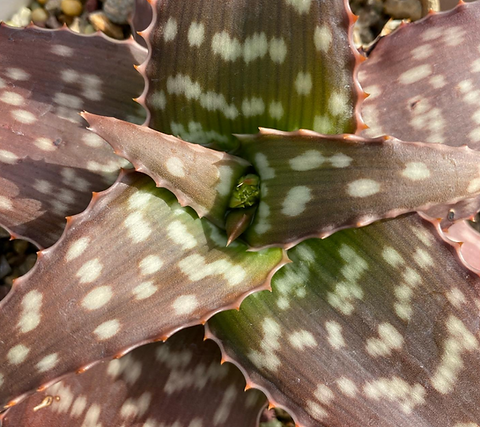 aloe vera sukkulente Aloe Vera 2 Pflanzen Ø10,5cm 40cm online Zimmerpflanze kaufen main image 1