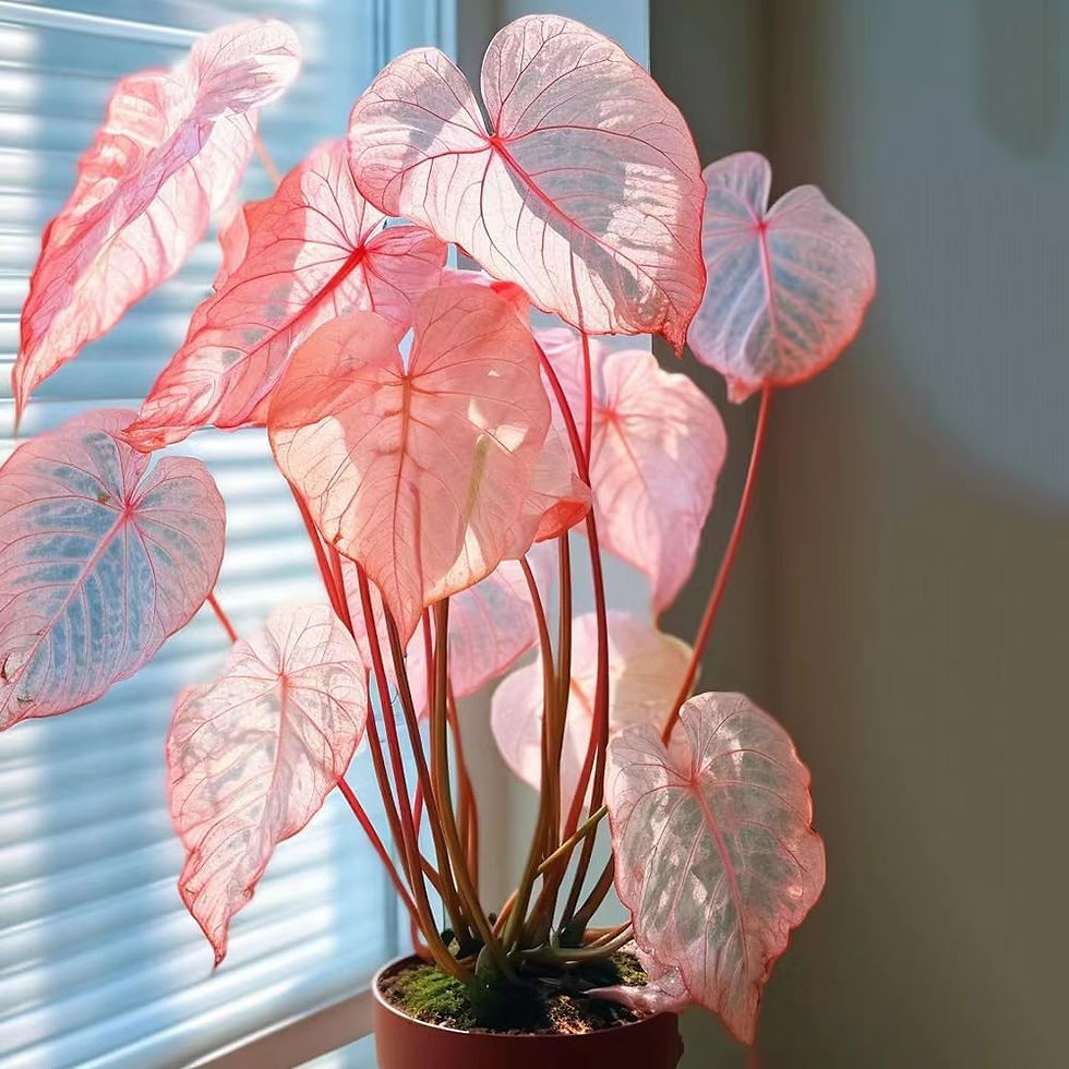 Caladium Bicolor Pink Symphonie bunte Blätter.