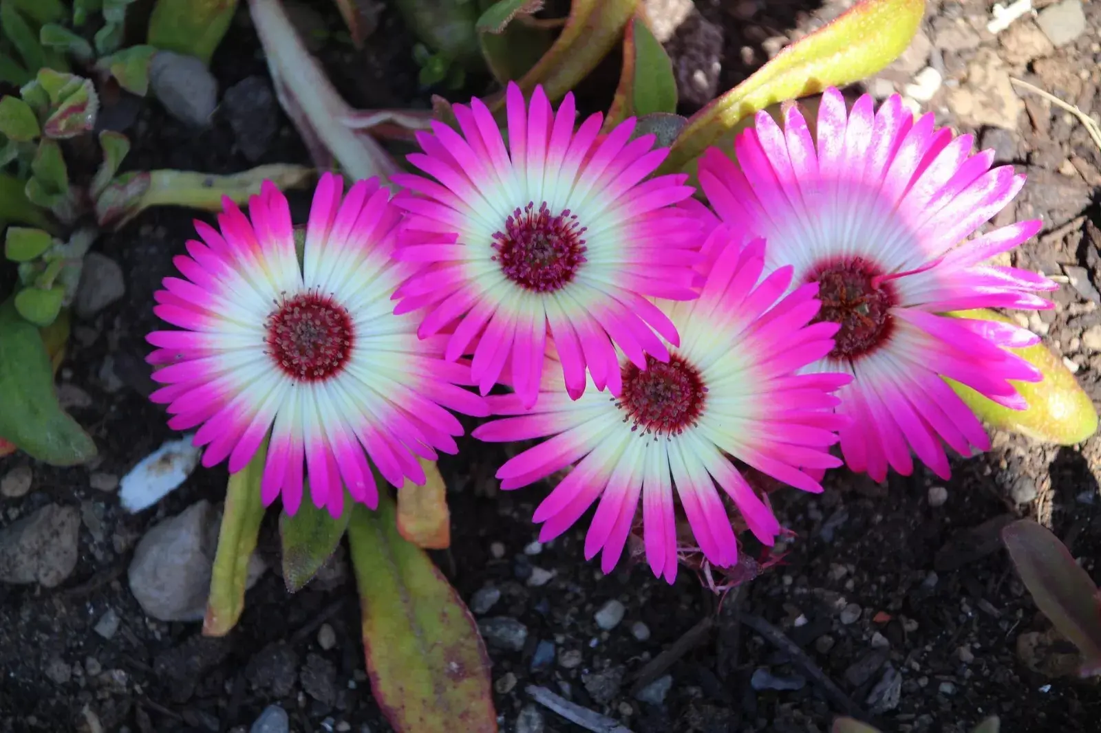 Mittagsblume Delosperma Cooperi mit leuchtend pinken Blüten.