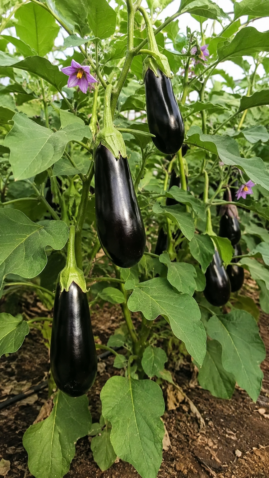 : Aubergine 'Black Beauty' mit großen, glänzend dunkelvioletten Früchten und kräftigem grünem Laub für den Anbau im Gemüsebee
