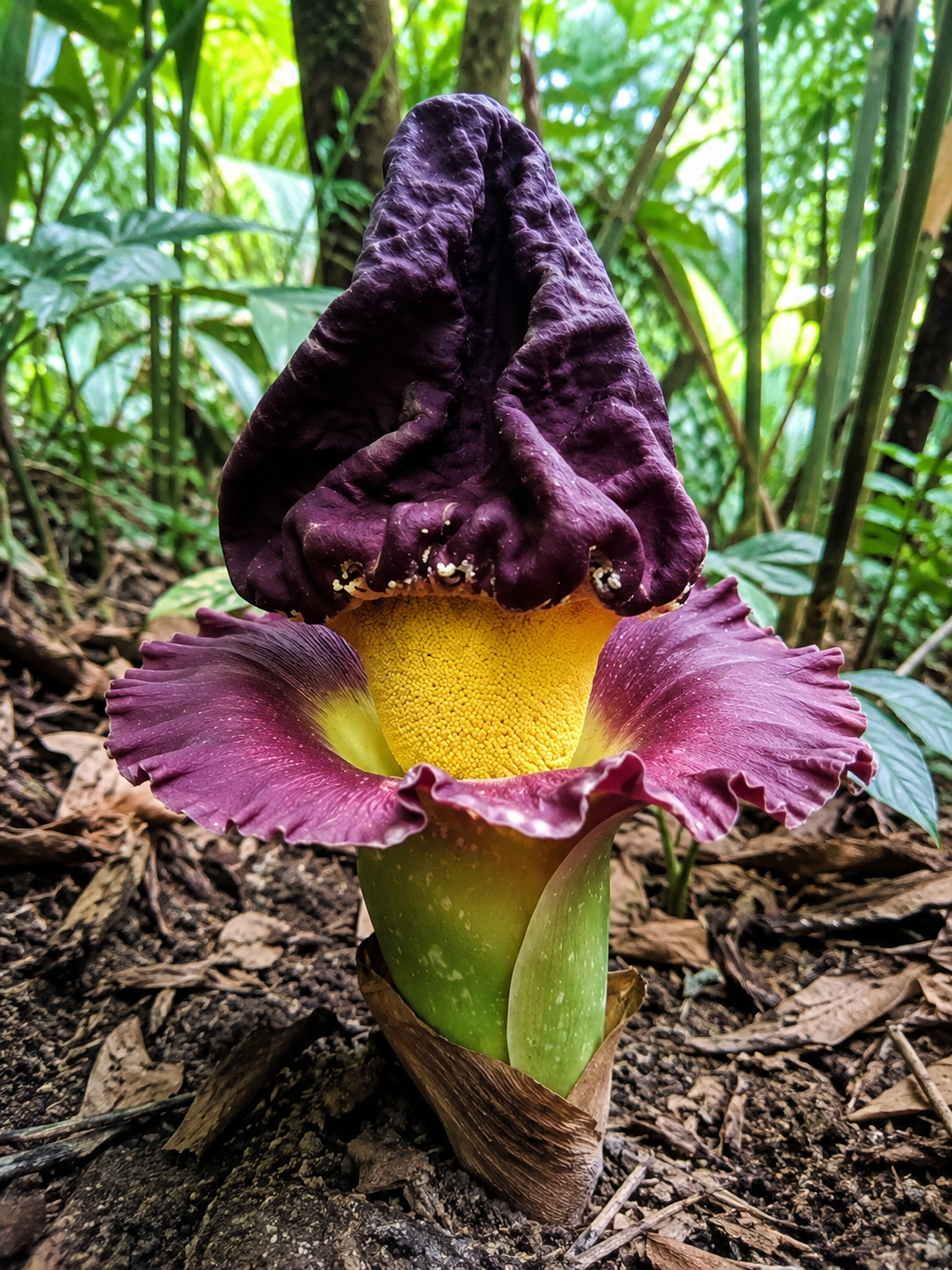 Amorphophallus paeoniifolius Elefantenfuß 2 Samen – exotische Tropenpflanze mit kräftigem Wuchs“
