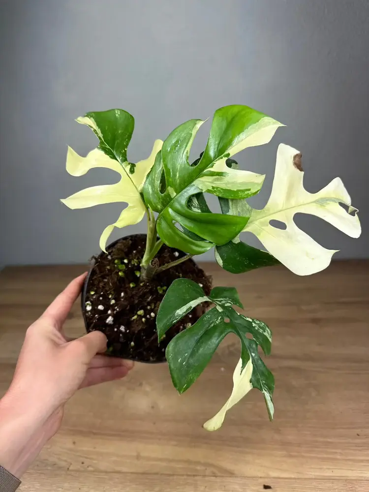 "Rhaphidophora tetrasperma (Monstera Minima) mit einzigartigen, durchbrochenen Blättern und tropischem Aussehen."