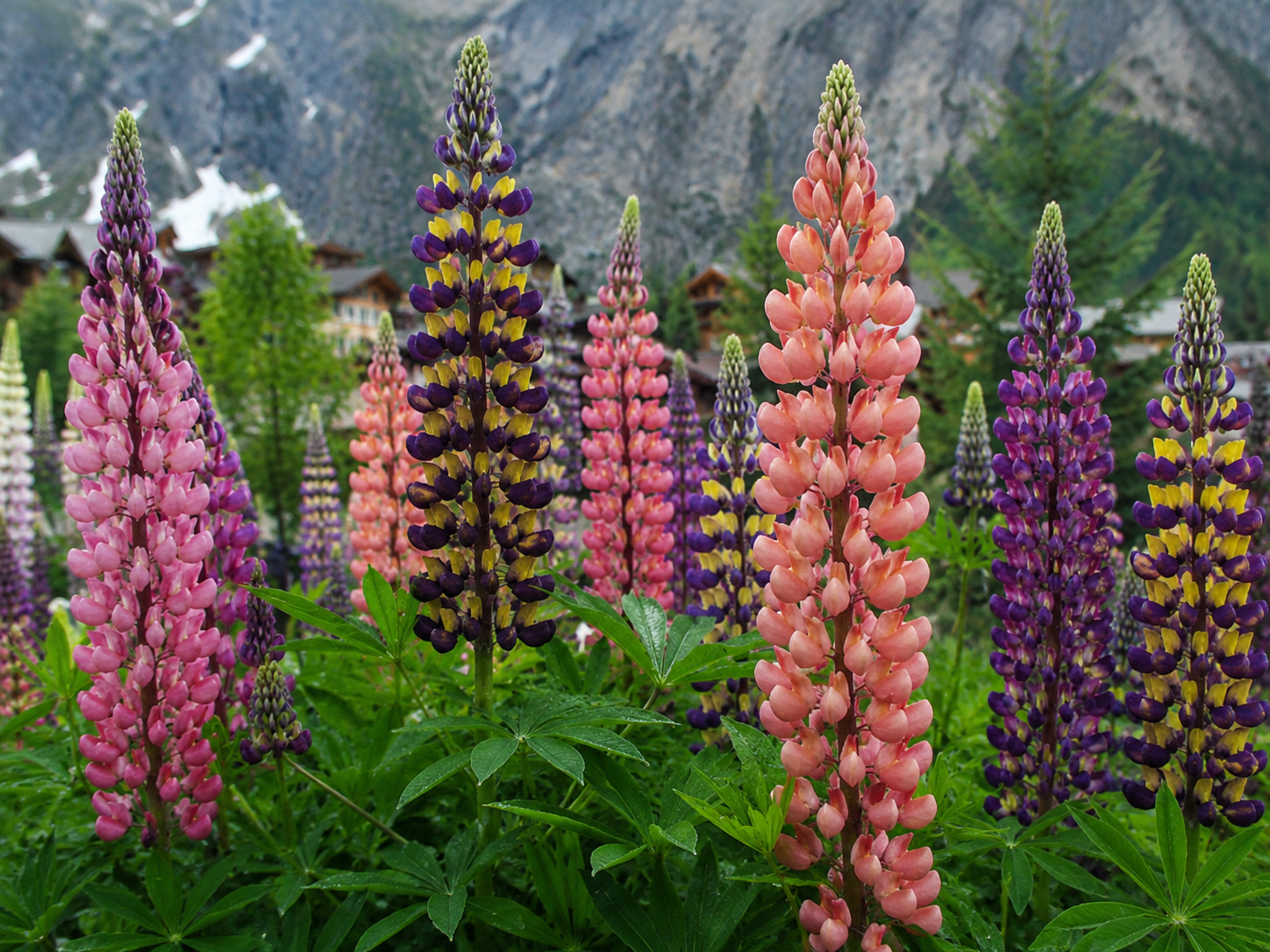 Lupinen-Mischung mit hohen, farbenfrohen Blütenkerzen in verschiedenen Farben im Gartenbeet.