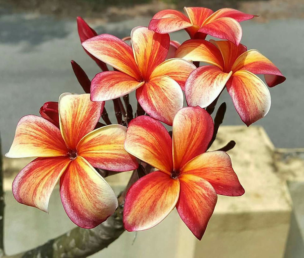 Plumeria Rubra Tiger Bicolor Frangipani mit zweifarbigen Blüten in Weiß und Rot.
