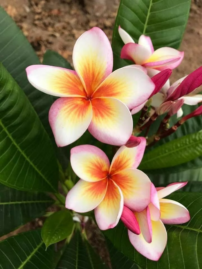 Plumeria Bicolor (F613) Tempelbaum mit leuchtend rosa und weißen Blüten und einem betörenden Duft, der Ihrem Garten ein tropi