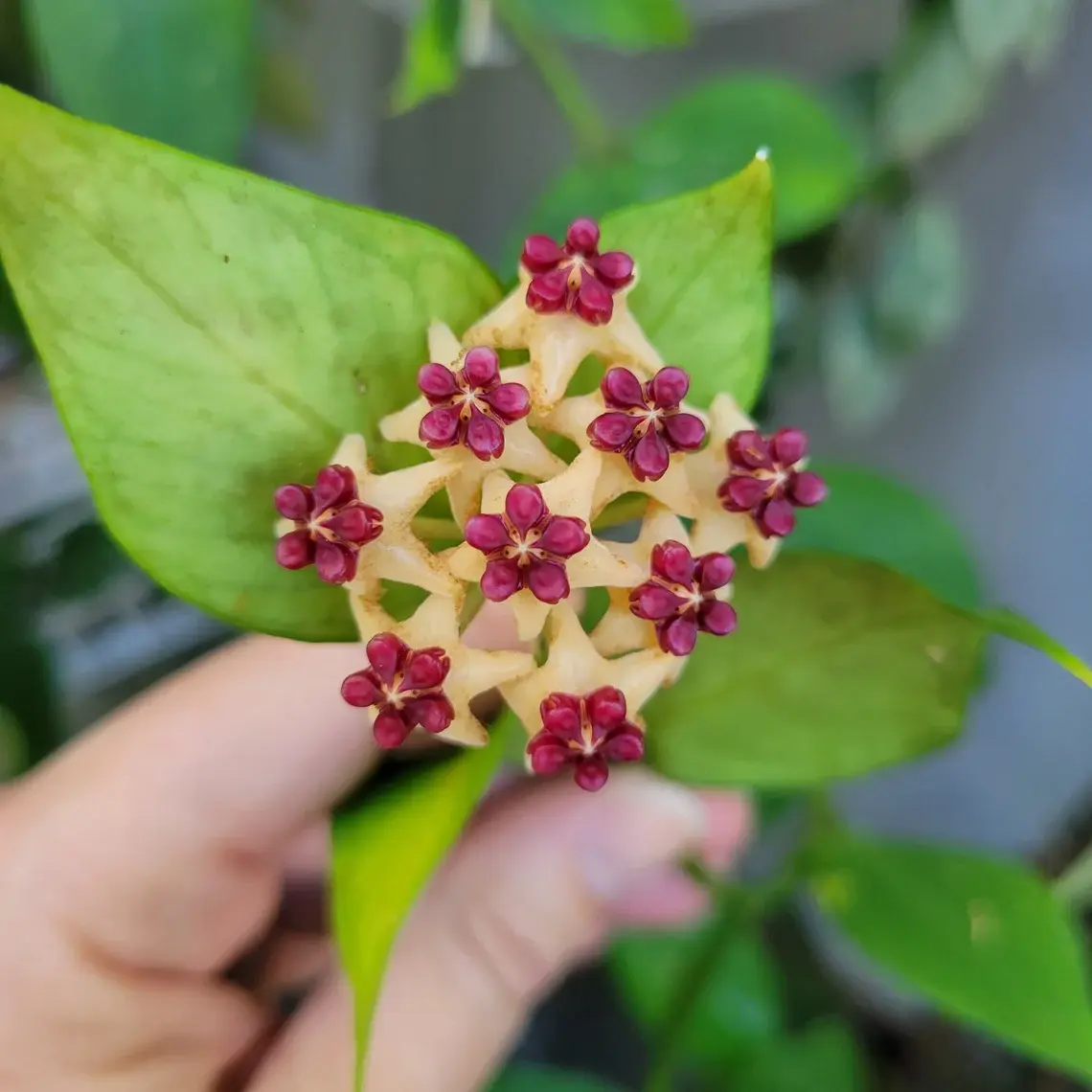 Hoya Polypeura Blüte und Blätter.
