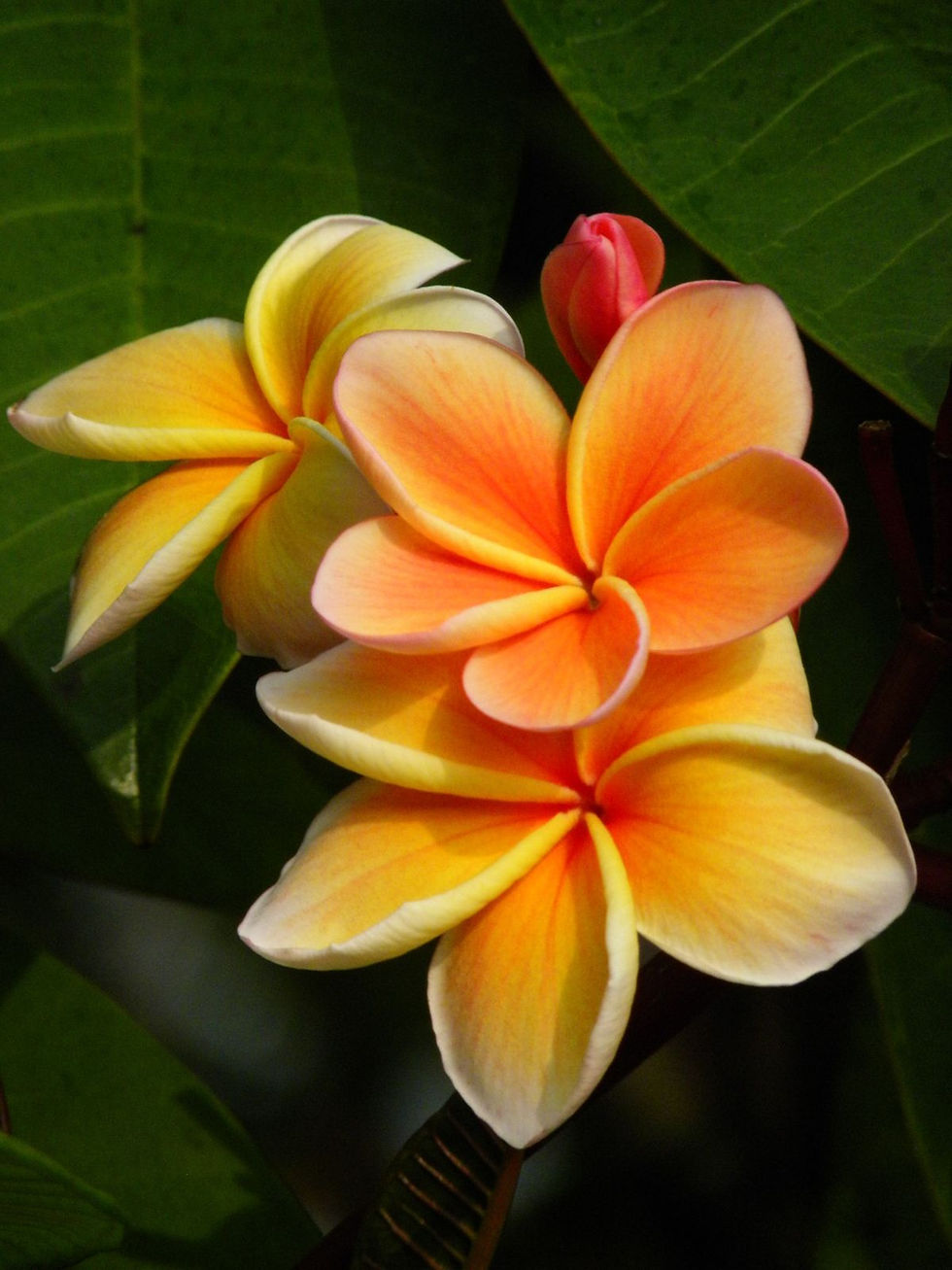 Plumeria Moon, eine gelbe Hawaii-Blume (Frangipani) mit leuchtend gelben Blüten, die einen süßen, tropischen Duft verströmt u