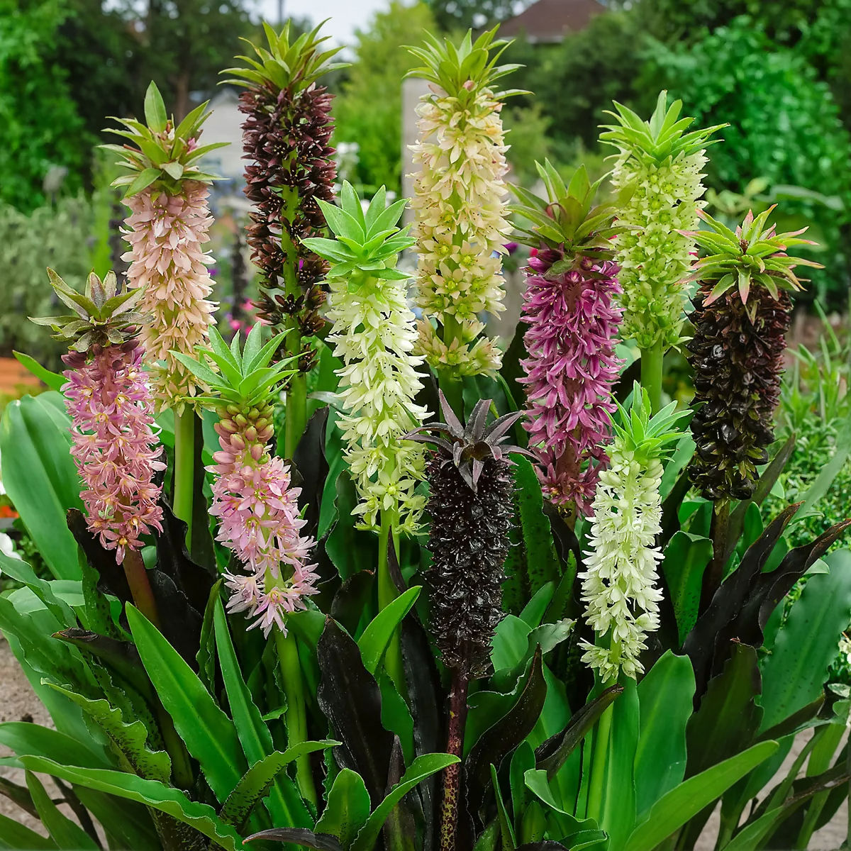 Eucomis Mix – Ananaslilie mit auffälligen, turmförmigen Blütenständen, die an eine Ananas erinnern, und einer lebendigen Farb