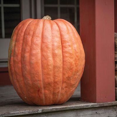 Riesenkürbis Atlantic