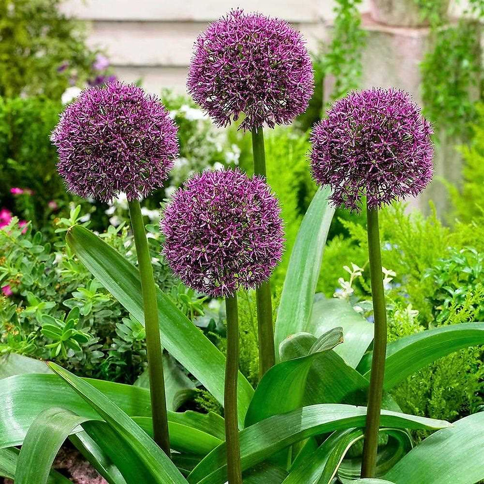 Der Hollandicum Bordeaux Red Karataviense Zierlauch (Allium) besticht durch seine tiefroten Blüten, die in auffälligen Dolden