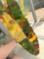 Philodendron Billietiae Variegata LongXXL mit langen, variegierten grünen und gelben Blättern, 3 Samen.