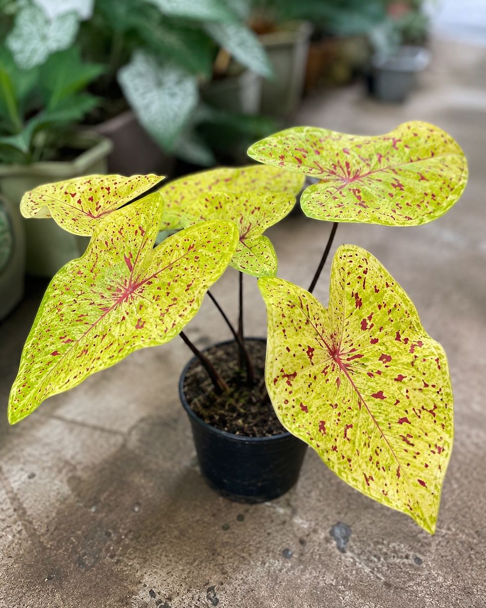 Caladium 'Yellow Leopard' – Sorte der Kaladie mit gelb-grün gemusterten Blättern.
