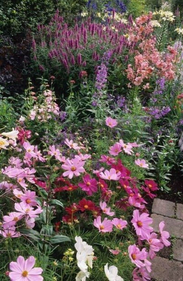 Cosmea Mix Schmuckkörbchen Kosmeen mit einer bunten Mischung aus zarten, leuchtenden Blüten in Rosa, Weiß und Rot.