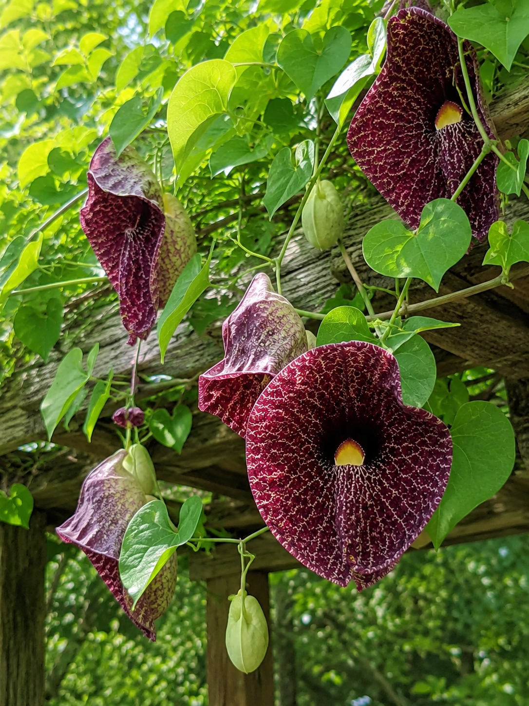 "Aristolochia maxima elegans (Kletterpflanze) mit großen, herzförmigen Blättern und auffälligen, trompetenförmigen Blüten."