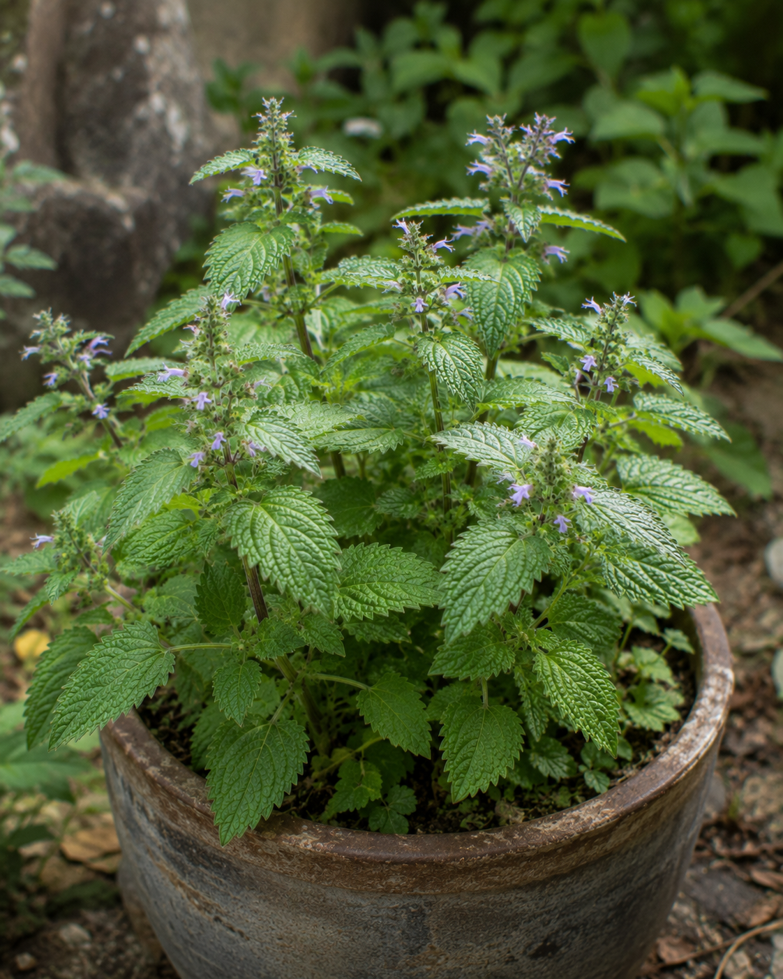 Vietnamesische Balsamminze (Elsholtzia ciliata, Húng Rau Kinh Giới) mit aromatisch duftenden Blättern