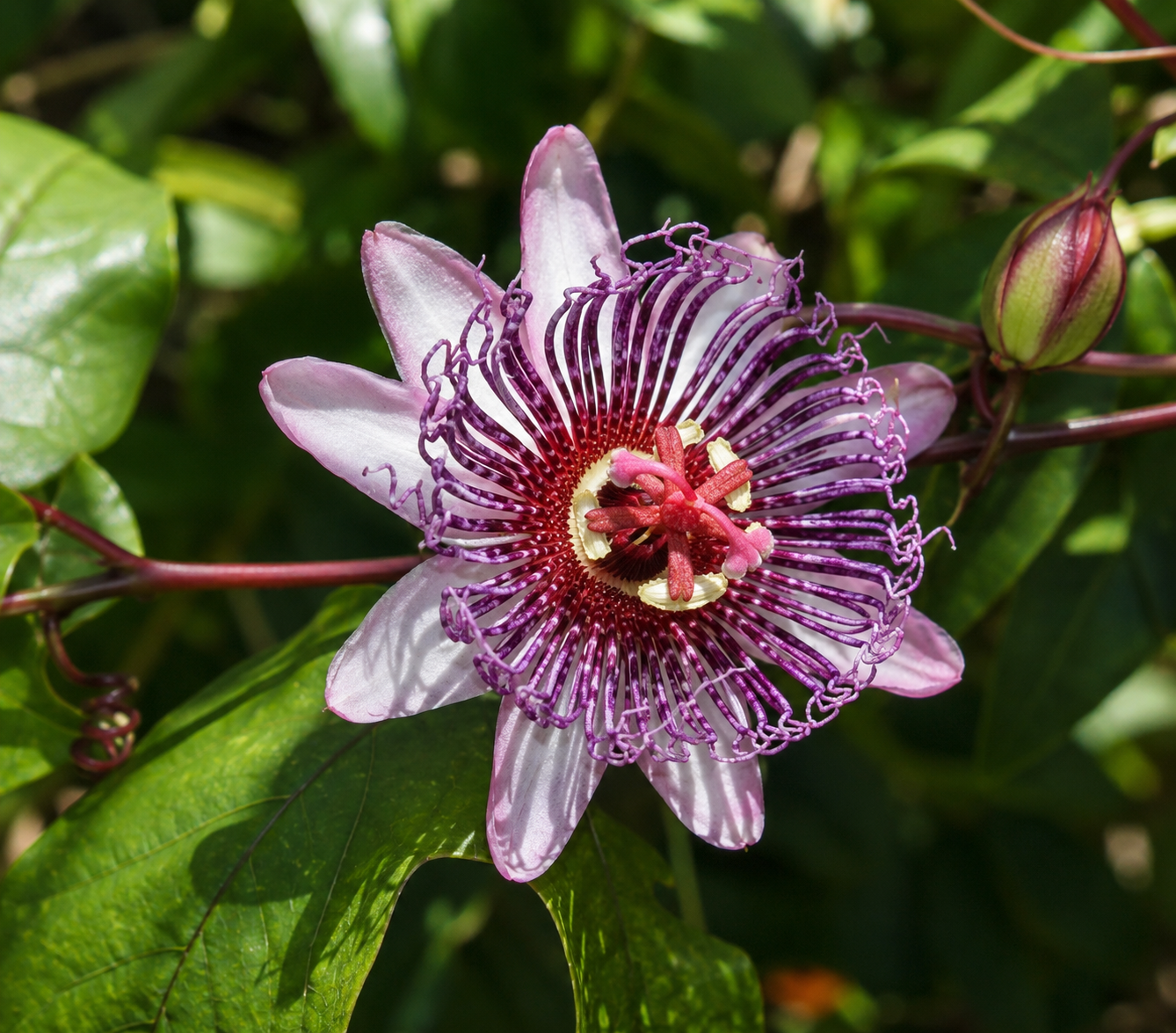 Passionsblume Ambigua (Passiflora ambigua) mit großen weiß-cremefarbenen Blüten und rankendem Wuchs an einer Kletterhilfe.