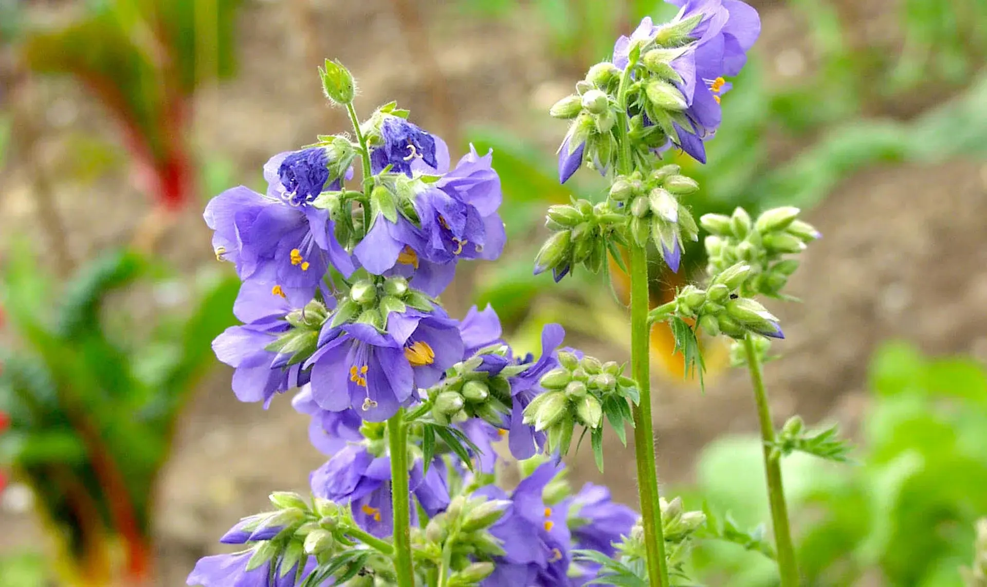 Blaues Sperrkraut (Polemonium) – Eine charmante Pflanze mit leuchtend blauen Blüten und attraktivem Laub.