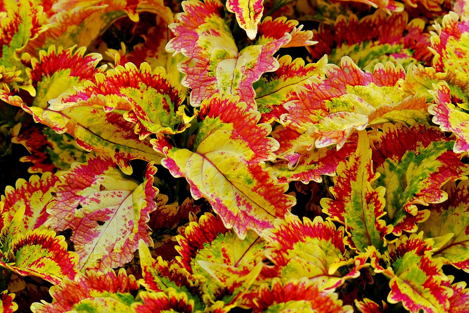 Coleus Koralle ATA Flammennessel Lamiaceae mit leuchtend roten und grünen Blättern und kräftigem Wuchs.