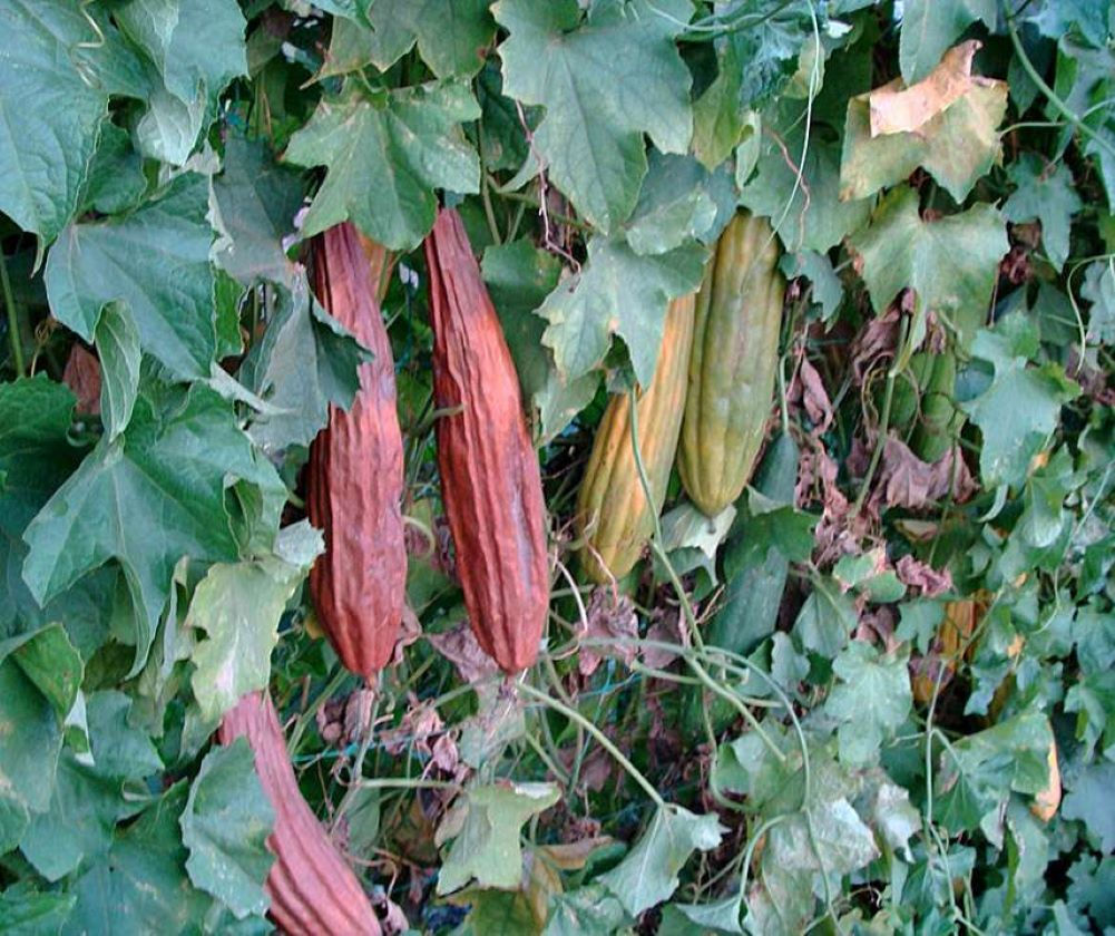 F1584 rote Schwammgurke Cylindrica Luffa