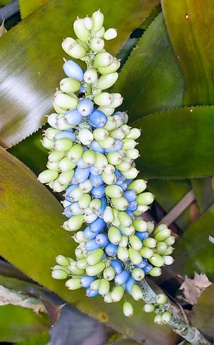 dracena gieen Dracaena 'Compacta'