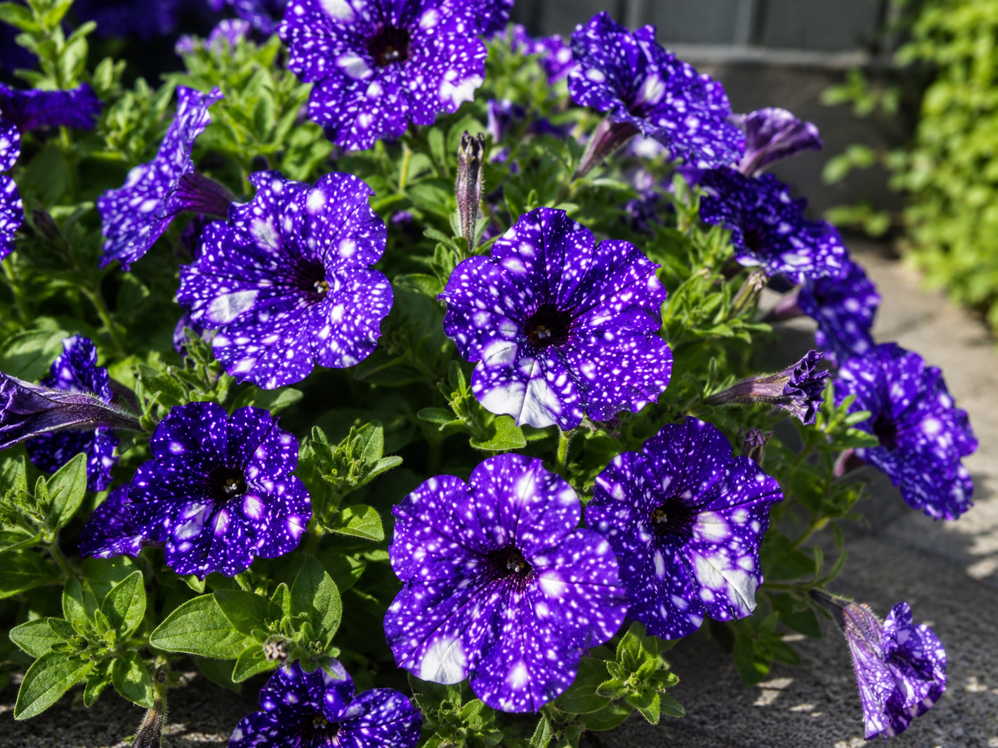 : Petunie 'Blue Prio-Star' mit blauvioletten Blüten und weißem Sternmuster im Gartenbeet oder Balkonkasten.