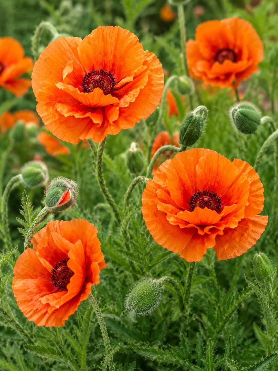 Orientalischer Mohn Orange Glow (F21) Papaver mit leuchtend orangefarbenen Blüten, die Ihrem Garten einen lebendigen und auff