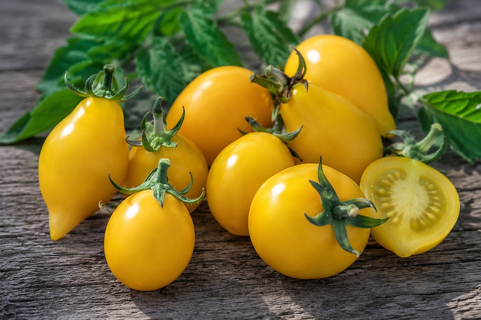 Tomate Citrina mit zitronengelben, birnenförmigen Früchten und süß-fruchtigem Geschmack für Garten, Balkon, Hochbeet und Gewä