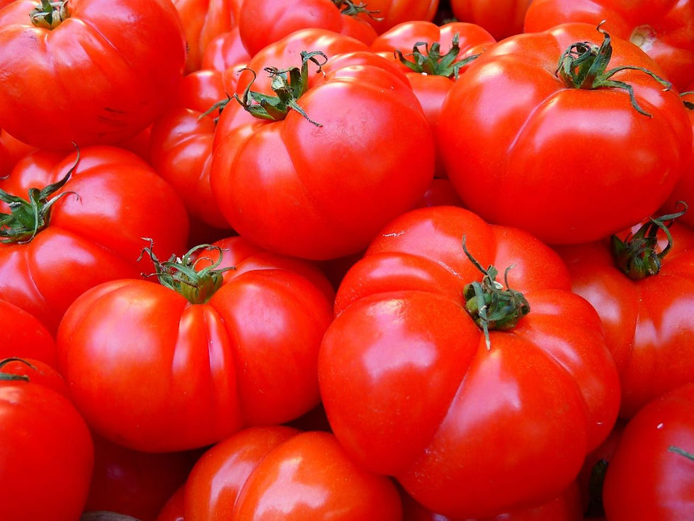 Alt-Text: "F1002 Tomate F1 Charmant – eine kleine, leuchtend rote Cherrytomate mit glatter Haut, präsentiert auf einem neutra