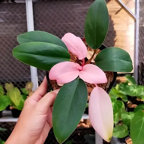 F1706 Philodendron Pink Congo 3 Samen Philodendron Seeds | Floralis und Co.