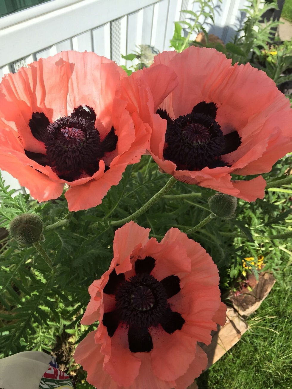 Orientalischer Mohn Victoria Louis, türkischer Mohn mit großen roten Blüten, 30 Blumensamen.