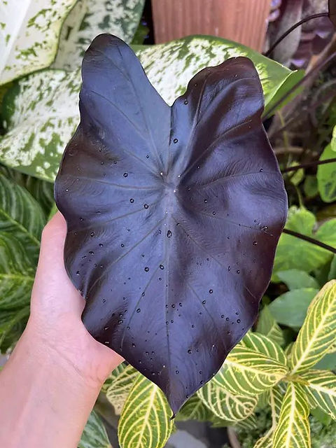 F1887 Colocasia Black Coral Lichtsule Elefantenohr 3 Samen | Floralis und  Co.