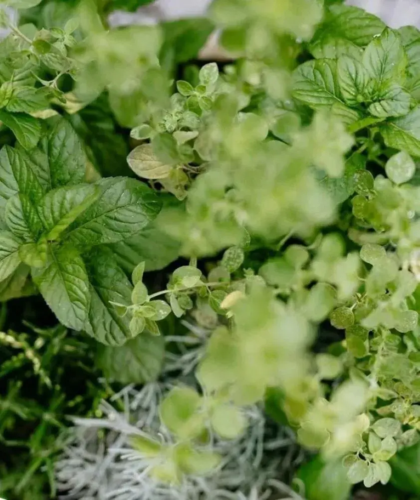 Basilikum Mischung mit verschiedenen grünen und purpurnen Blättern.