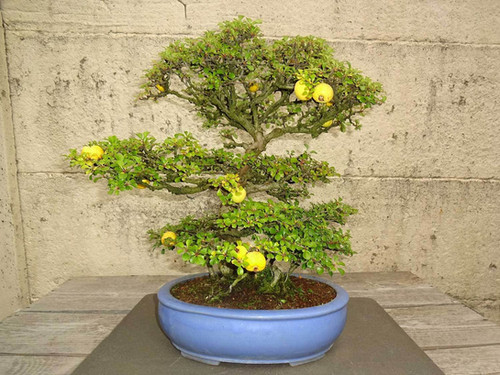 F2206 Bonsai Chaenomeles Japonica Japanische Zierquitte 3 Samen Bonsaisamen  | Floralis und Co.