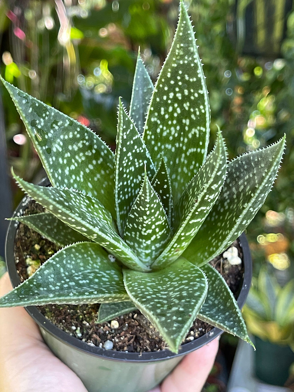 Gasteria Acinacifolia Sukkulente mit stacheligen, fleischigen Blättern, ideal für sonnige Standorte und als pflegeleichte Zim