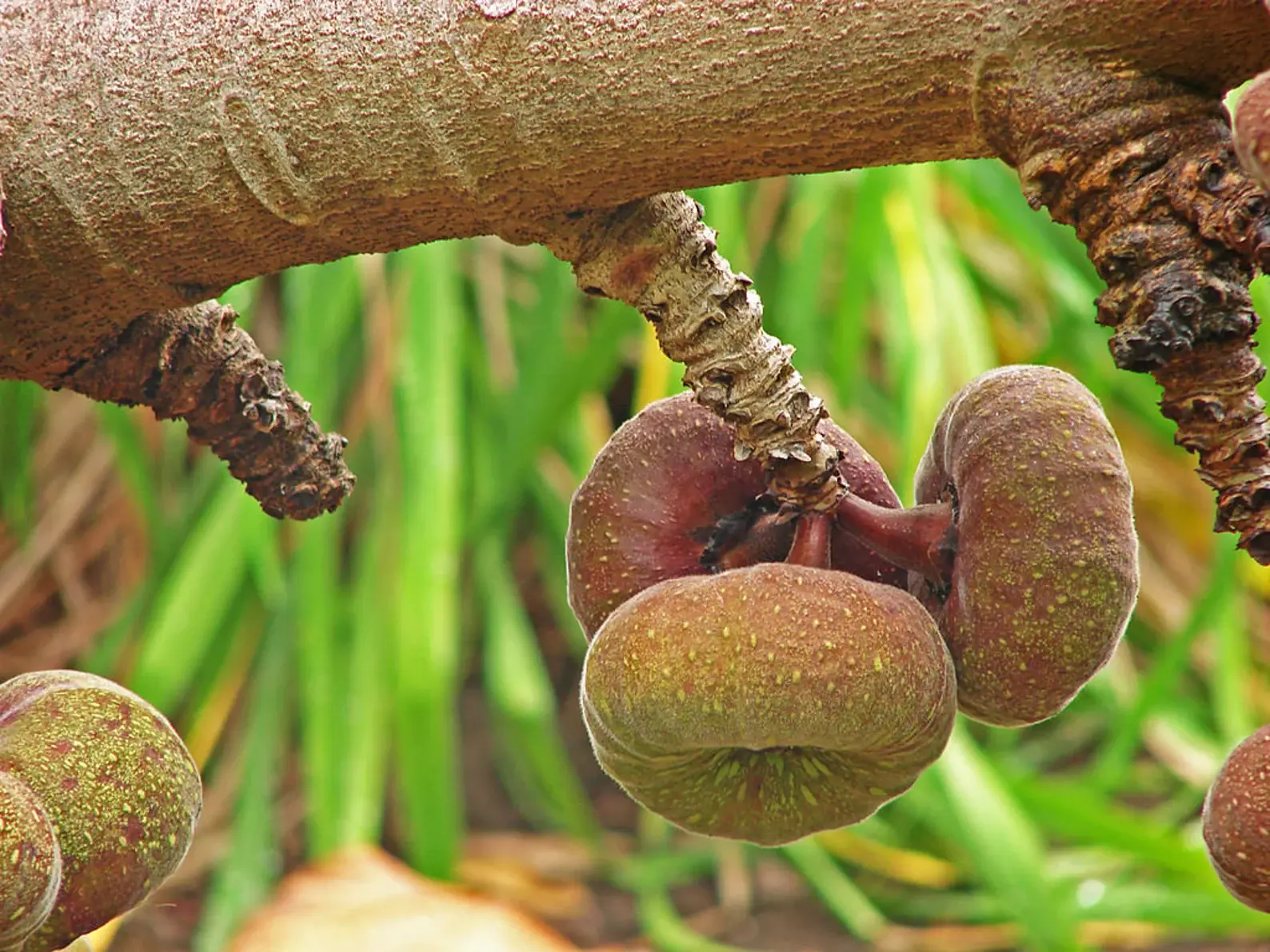 Ficus Auriculata Royburgh – ein exotischer Feigenbaum mit großen, auffälligen Blättern und einer markanten Wuchsform.